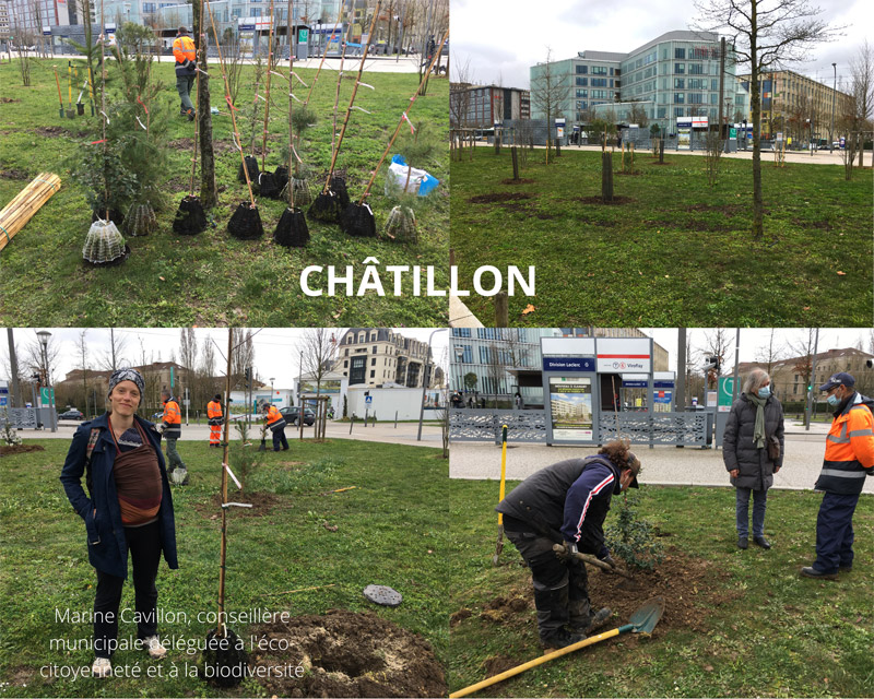 Plantation d'arbres à Châtillon