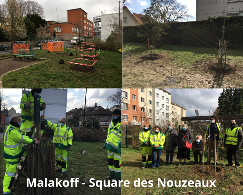 Plantation d'arbres à Malakoff