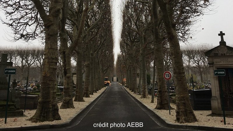 Read more about the article Pétition : Contre l’abattage des arbres sains à Boulogne-Billancourt !