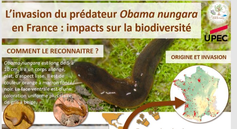 Read more about the article Enquête sur l’invasion d’un ver prédateur obama nungara en France