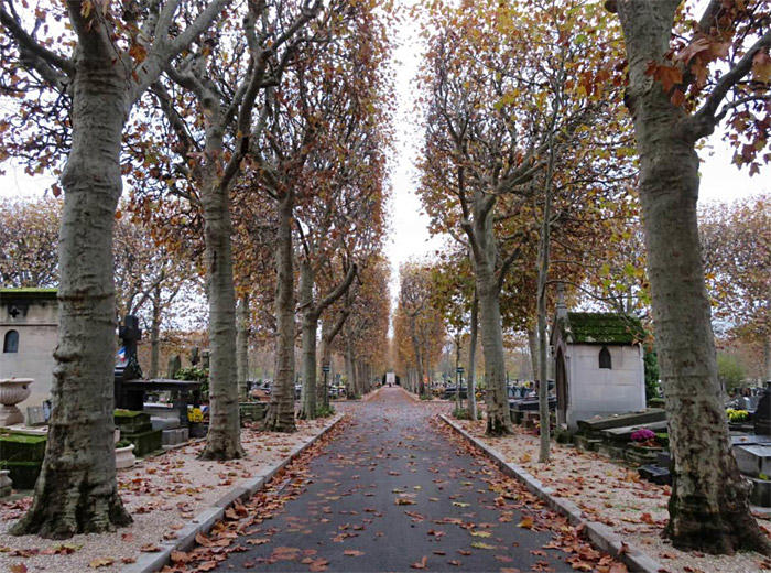 Read more about the article Contre l’abattage des arbres sains à Boulogne
